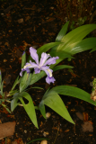 Iris cristata RCP5-06 082.jpg